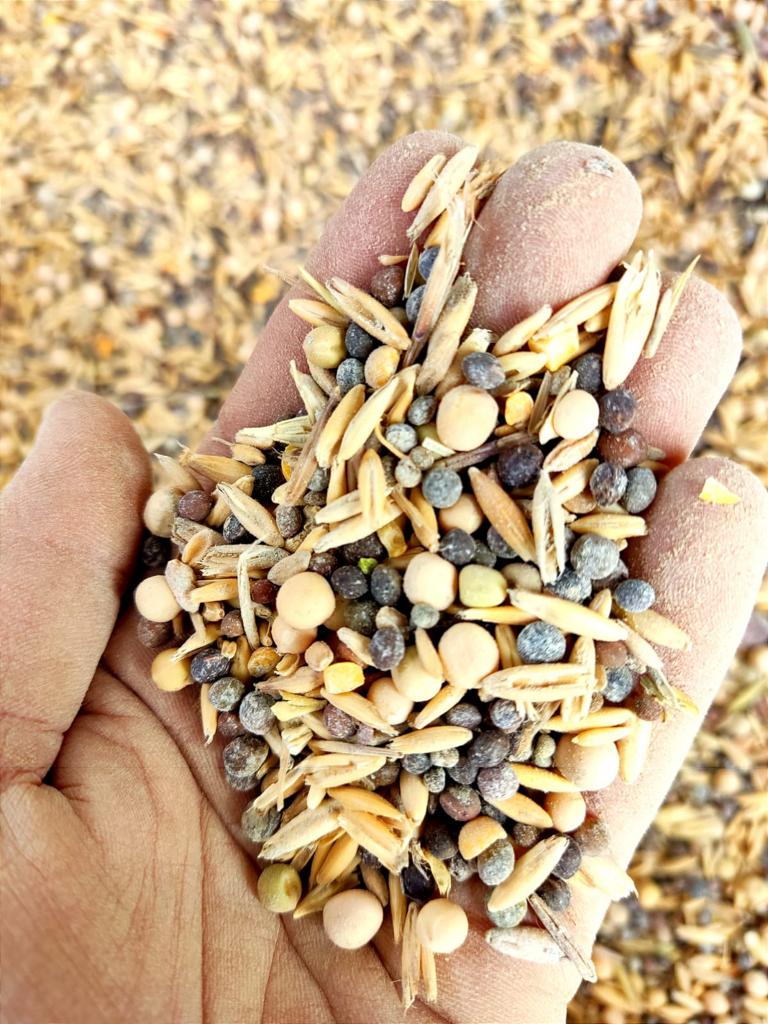 siembra de cubierta vegetal, agricultura ecológica