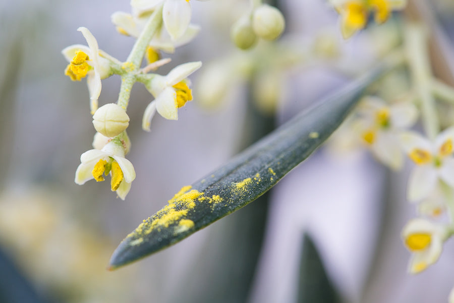 flor olivo aceite de oliva virgen extra ecologico